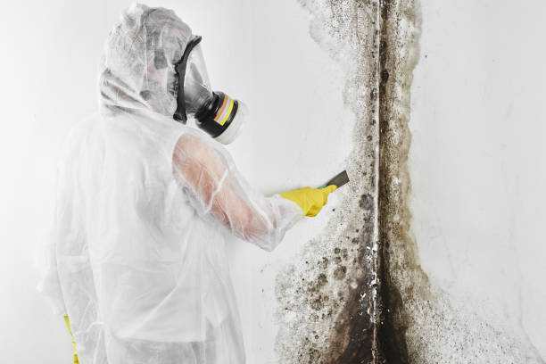 Best Black Mold Removal  in North Merrick, NY