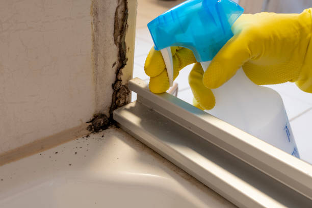 Best Mold Damage Repair  in North Merrick, NY