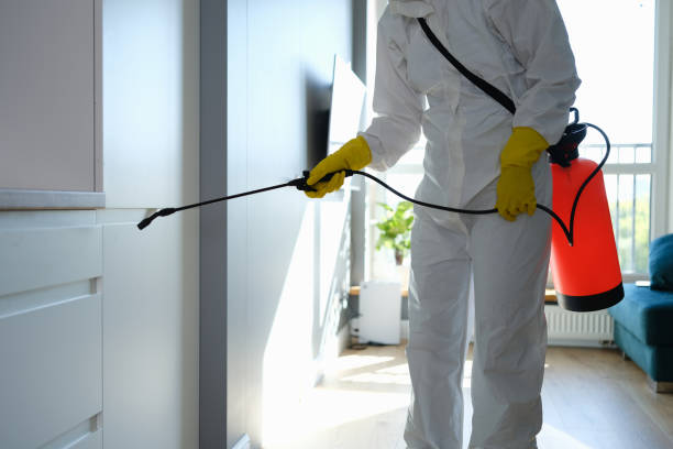 Mold Removal Process in North Merrick, NY