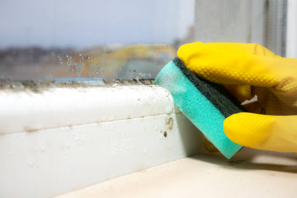 Best Crawl Space Mold Removal  in North Merrick, NY