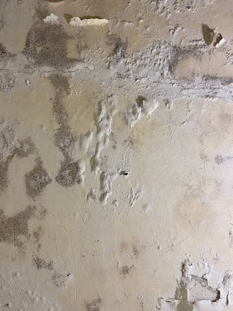 Best Attic Mold Removal  in North Merrick, NY