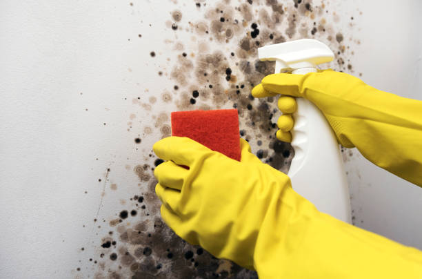 Best Emergency Mold Removal  in North Merrick, NY