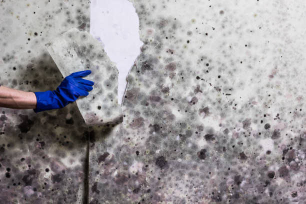 Best Home Mold Removal  in North Merrick, NY