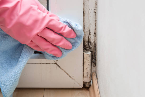 Home Mold Removal in North Merrick, NY